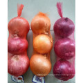 Fresh Red onion fresh in bulk with best price  China big onion